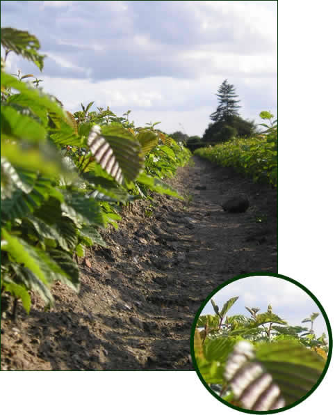 Carpinus betulus 1-0