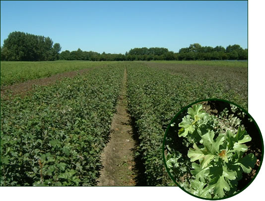 Crataegus monogyna 1-0