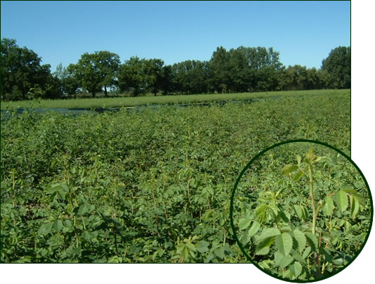 Rosa canina 1-0, Rosa rubiginosa 1-0