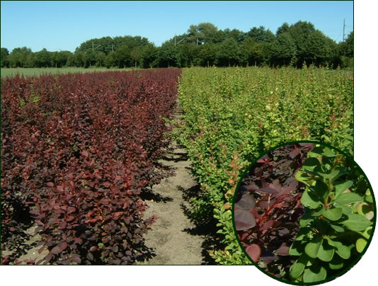 Berberis thunbergii 'Atropurpurea' 1-1, Berberis thunbergii