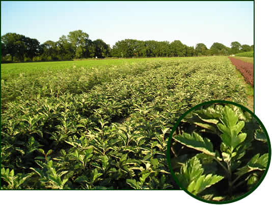 Sorbus intermedia , Berberis thunbergii Atropurpurea 1-0