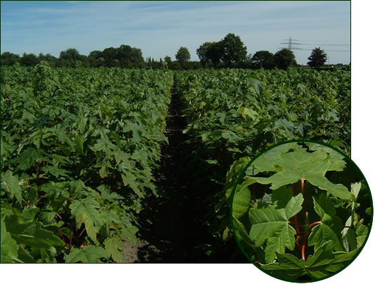 Acer pseudoplatanoides 1-0