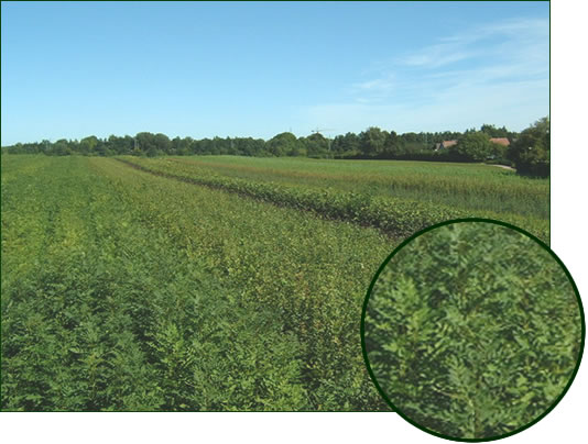 Panorama Laubholz 1-2