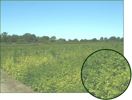 Panorama Laubholz 1-2