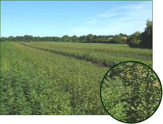 Panorama Laubholz 1-2