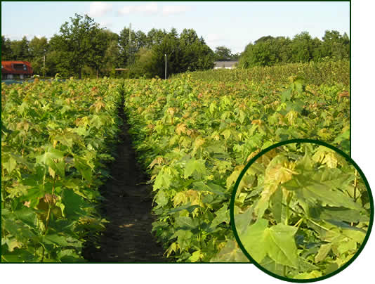 Acer platanoides 1-0