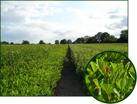 Alnus glutinosa Betula pendula 1-0