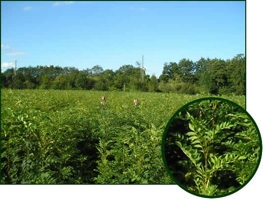 Fraxinus excelsior 1-2