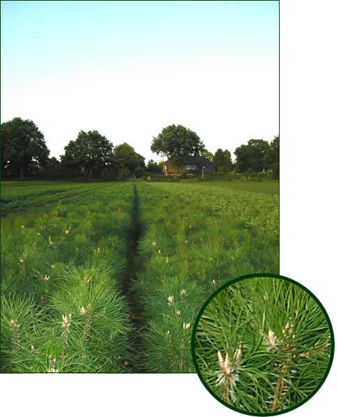 Pinus nigra austriaca 2-1