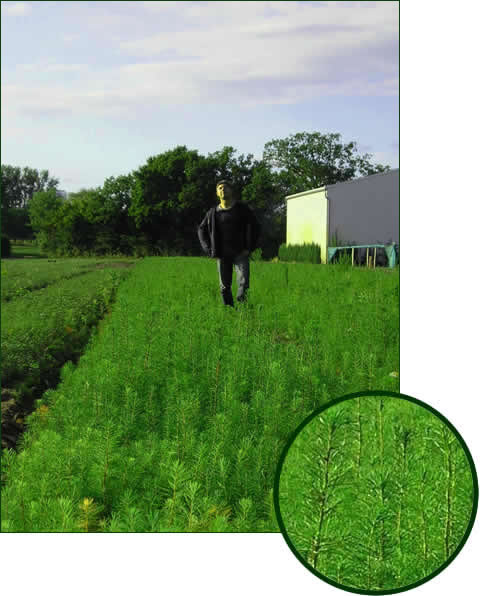 Pseudotsuga menziesii virdis 2-0