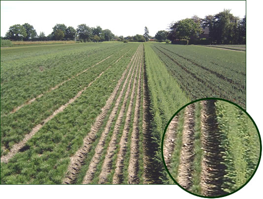 Pinus, Picea Arten 2-1