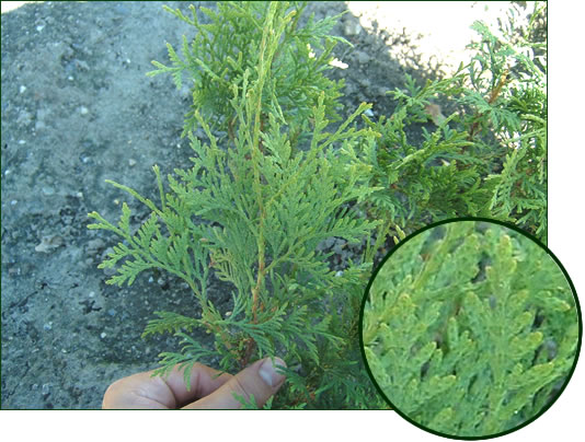 Thuja occidentalis 2-1