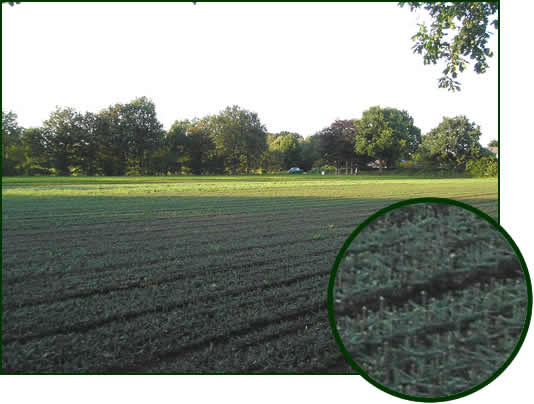 Abies nordmaniana, alba 2-1