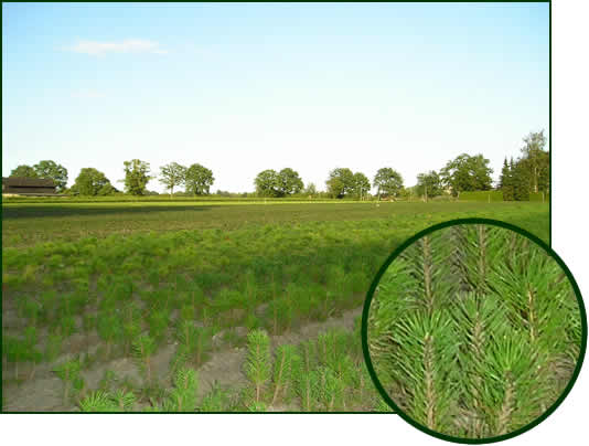 Pinus strobus , Sylvestris 2-1