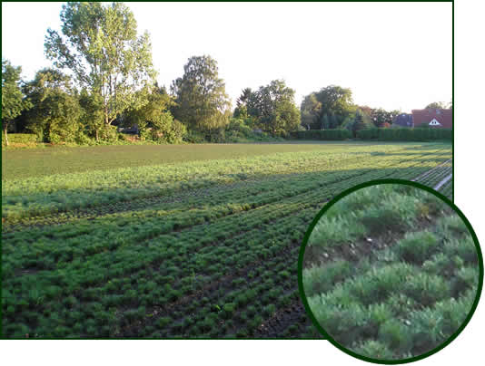 Abies und Pinus in Sorten 2-1